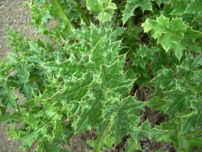 Cirsium bertolonii / Cardo di Bertoloni