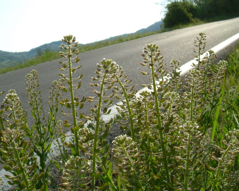 Bianco e.....strano! Lepidium campestre