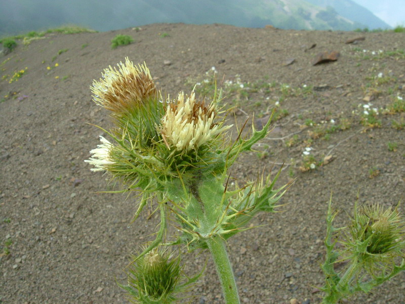 Cirsium bertolonii / Cardo di Bertoloni