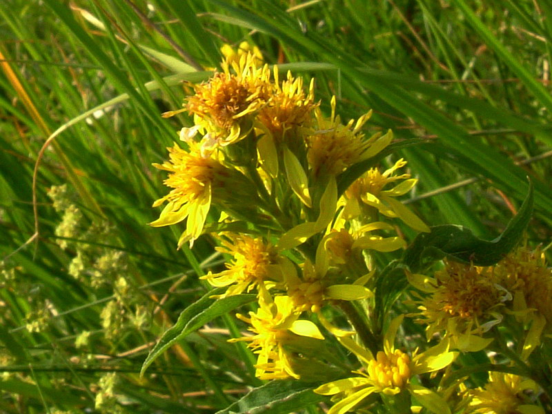 Solidago virgaurea