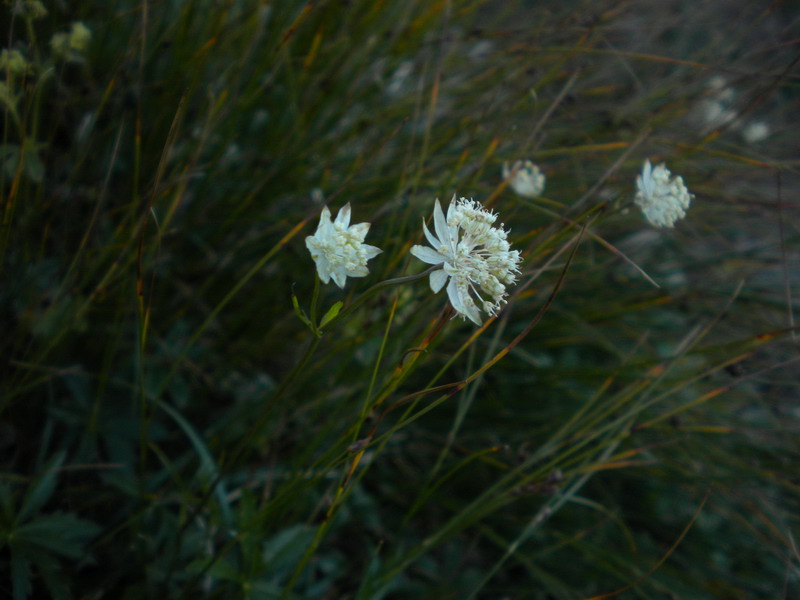 Astrantia minor