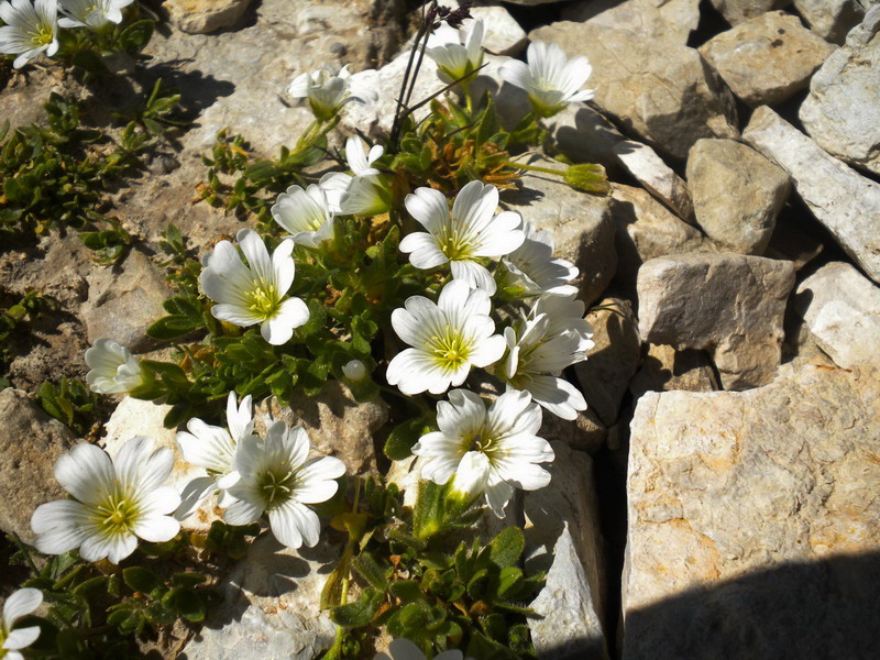 Cerastium del Lagorai