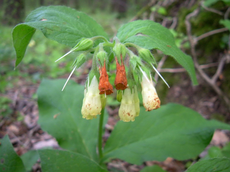 Symphytum tuberosum  / Consolida tuberosa