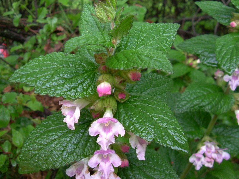 Melittis melissophyllum