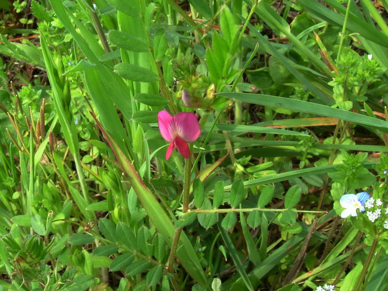 Vicia sativa