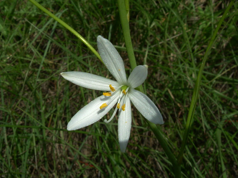 Anthericum liliago / Lilioasfodelo maggiore