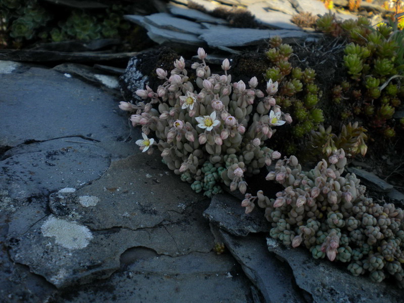 Sedum dasyphyllum