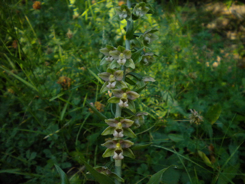 Epipactis