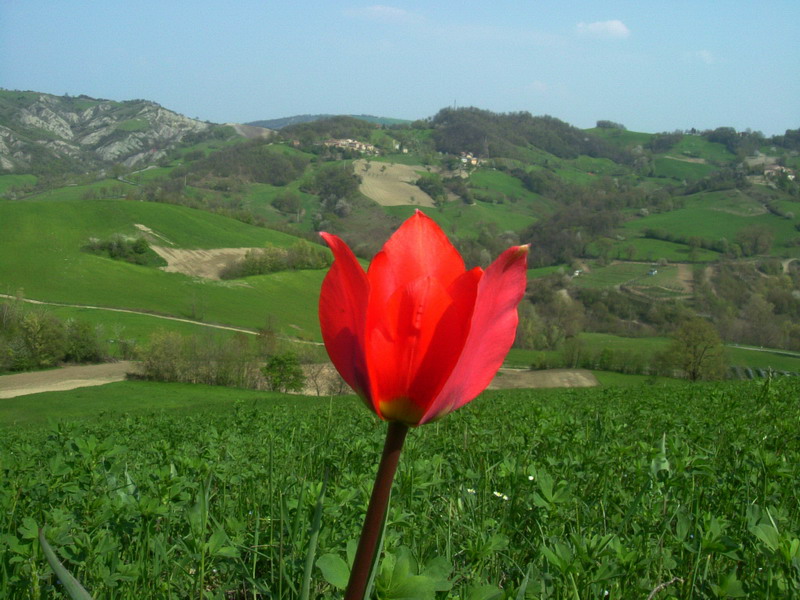 Tulipa raddii / Tulipano precoce