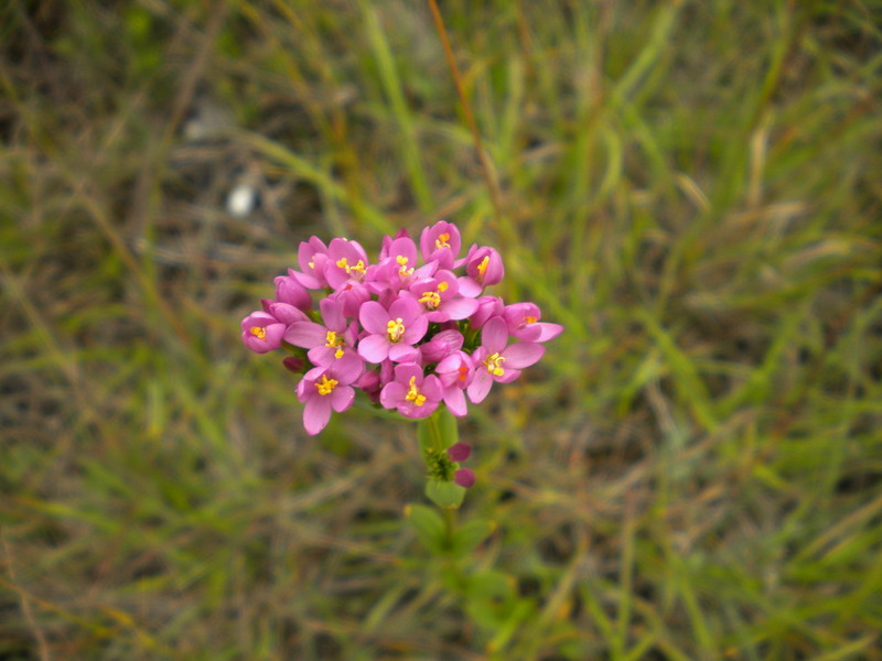 Fiore fucsia - Centaurium erythraea