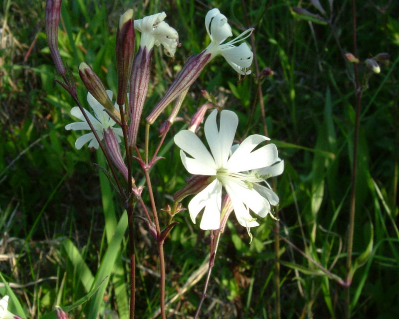 Silene a gambo rosso - Silene italica