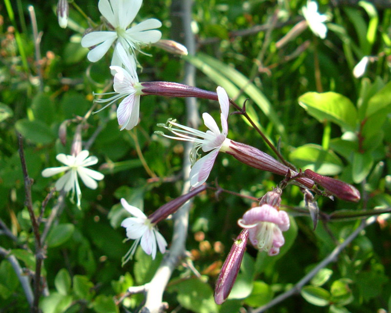 Silene a gambo rosso - Silene italica