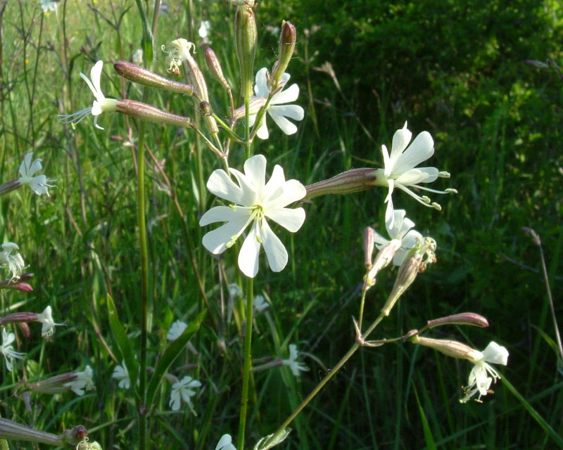 Silene a gambo rosso - Silene italica