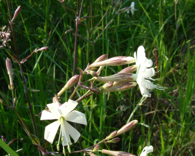 Silene a gambo rosso - Silene italica