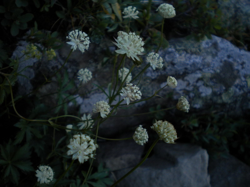 Astrantia minor