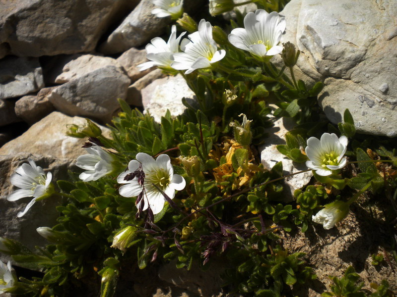 Cerastium del Lagorai