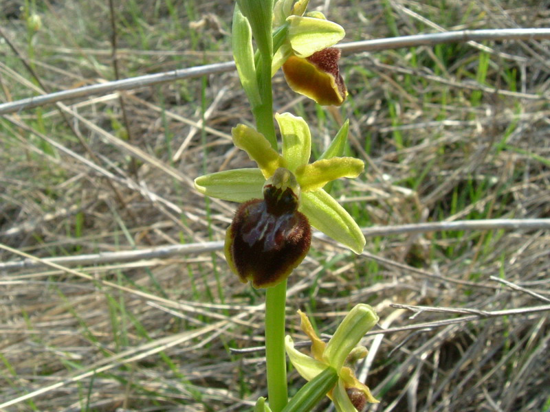 Ophrys