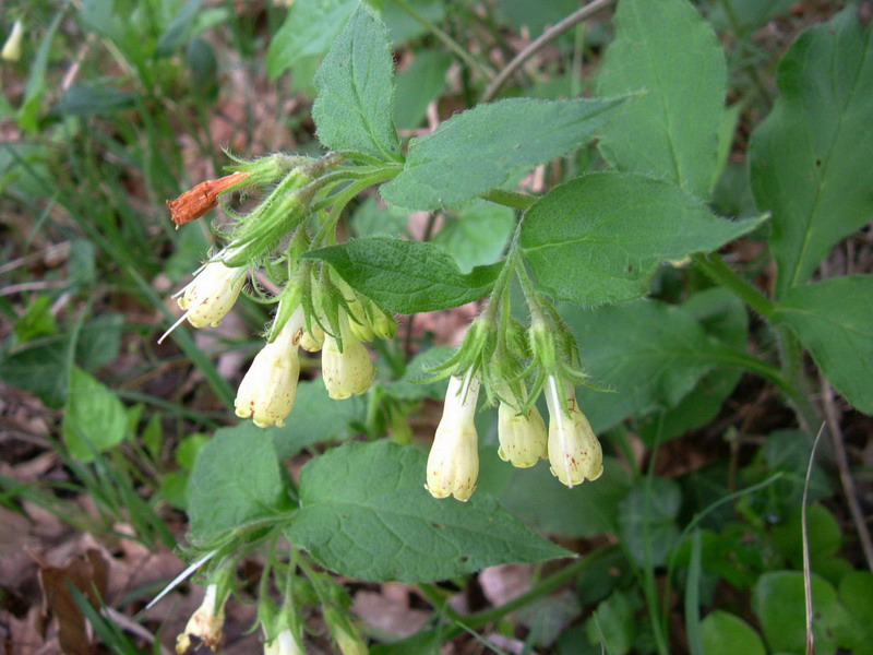 Symphytum tuberosum  / Consolida tuberosa