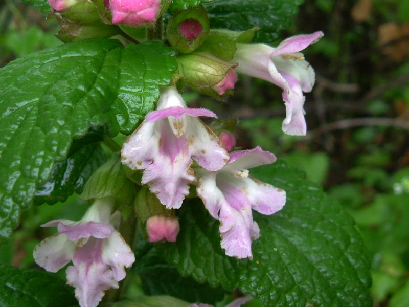 Melittis melissophyllum