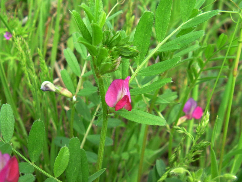 Vicia sativa