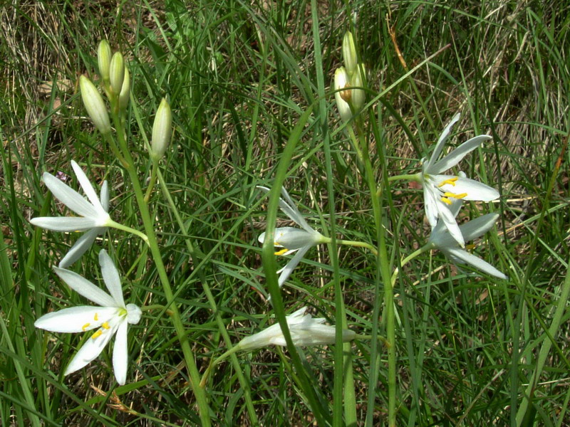 Anthericum liliago / Lilioasfodelo maggiore