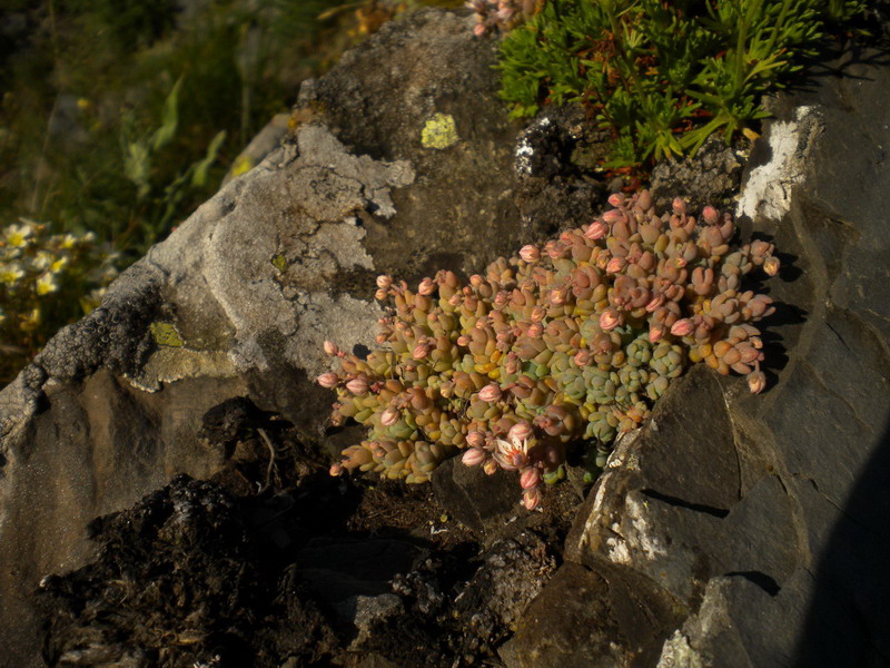 Sedum dasyphyllum