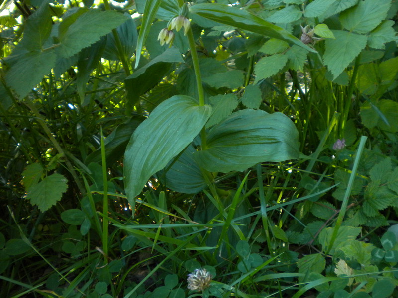 Epipactis