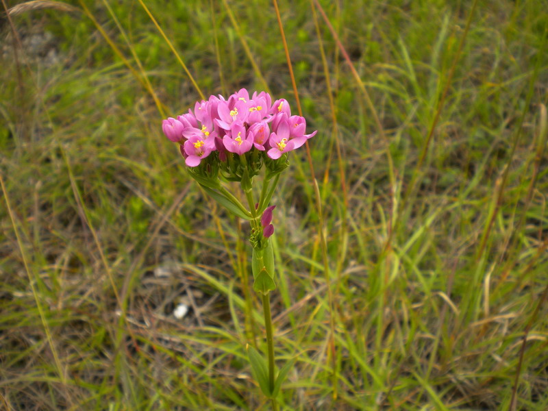 Fiore fucsia - Centaurium erythraea