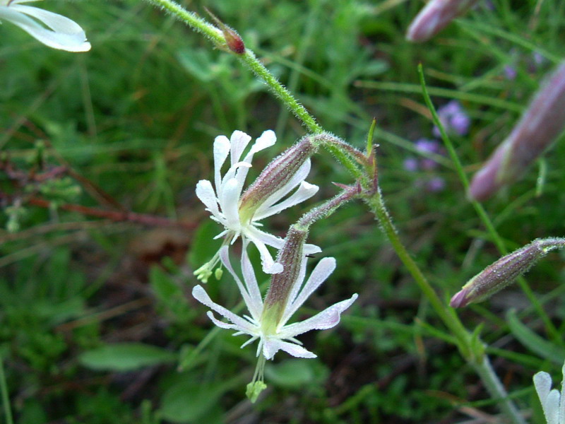 App. Reggiano2 - Silene nutans