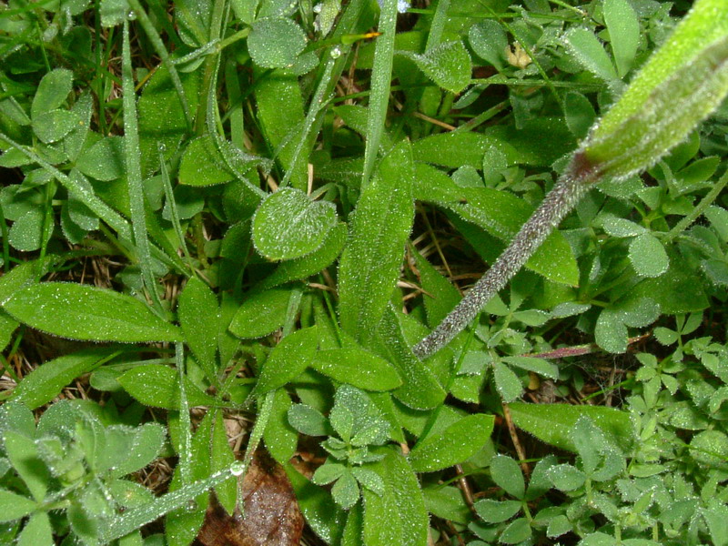 App. Reggiano2 - Silene nutans