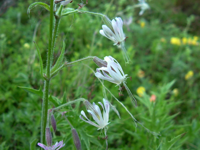 App. Reggiano2 - Silene nutans