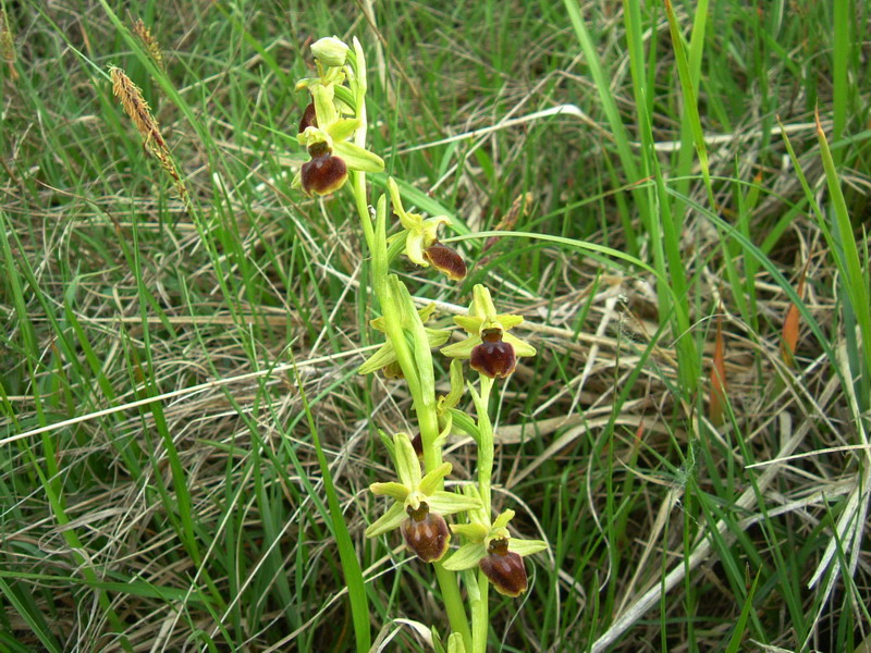 Ophrys