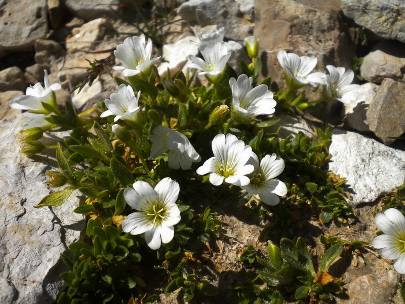 Cerastium del Lagorai