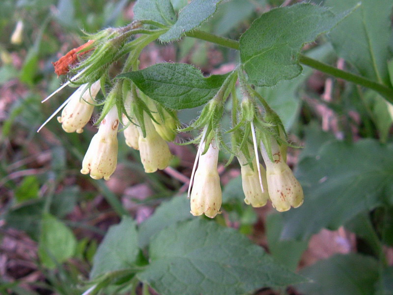 Symphytum tuberosum  / Consolida tuberosa