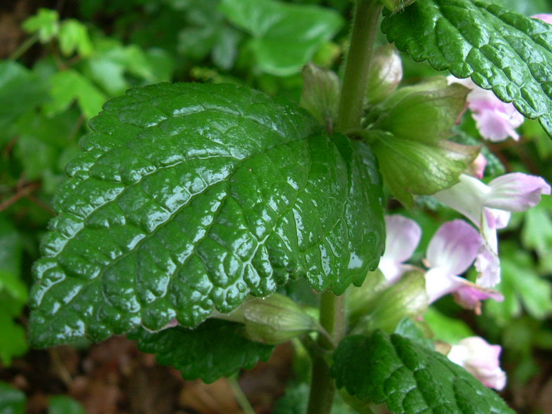 Melittis melissophyllum