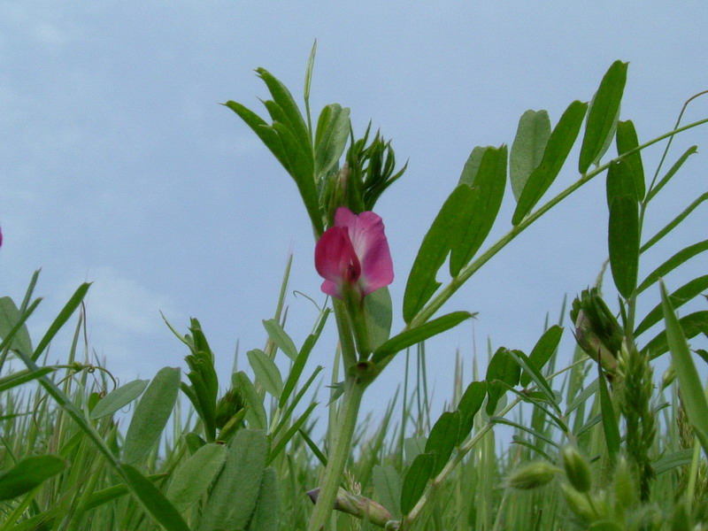 Vicia sativa