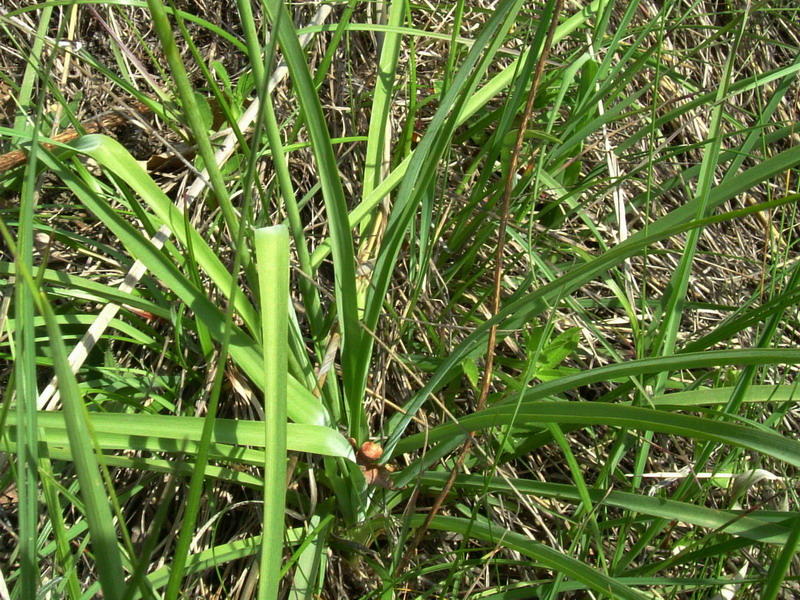 Anthericum liliago / Lilioasfodelo maggiore