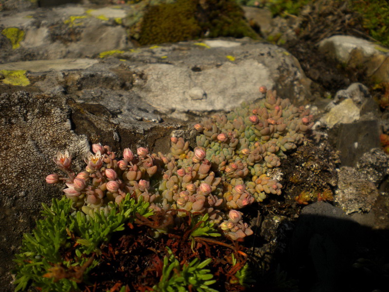 Sedum dasyphyllum