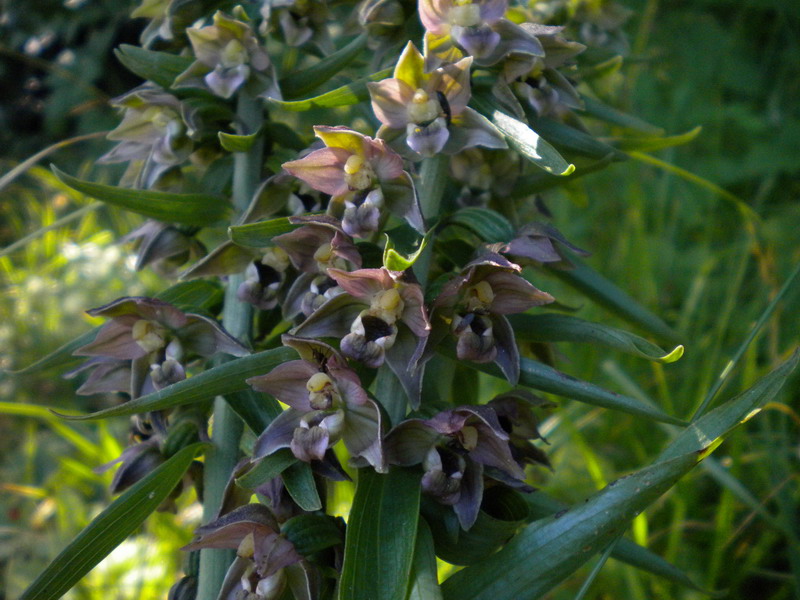 Epipactis