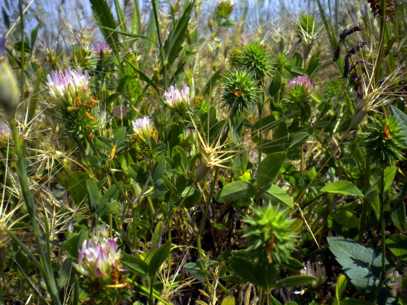 Trifolium collinare - Trifolium echinatum