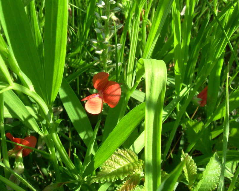 Lathyrus sphaericus / Cicerchia sferica