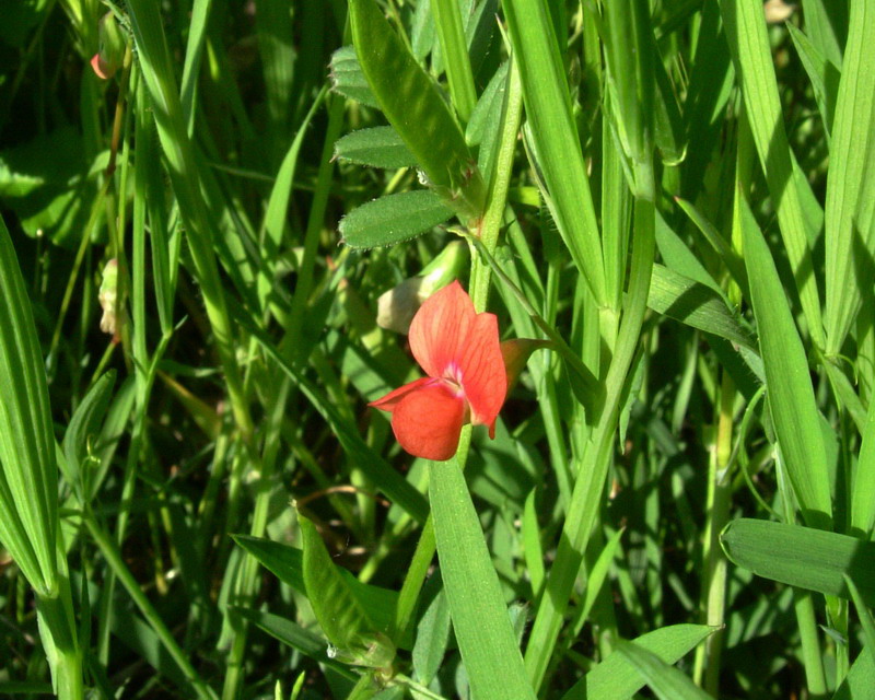 Lathyrus sphaericus / Cicerchia sferica