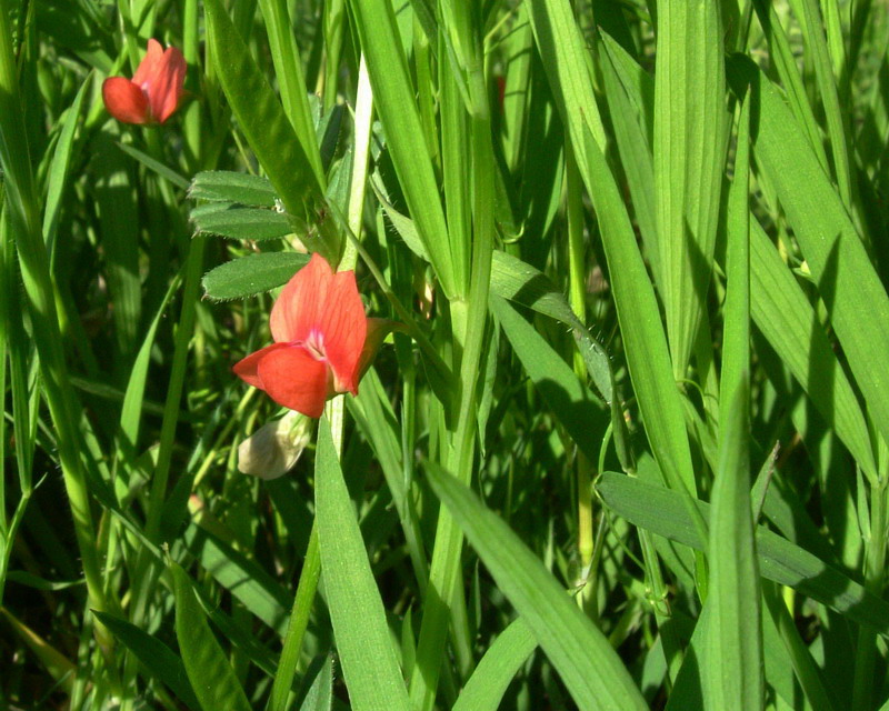 Lathyrus sphaericus / Cicerchia sferica