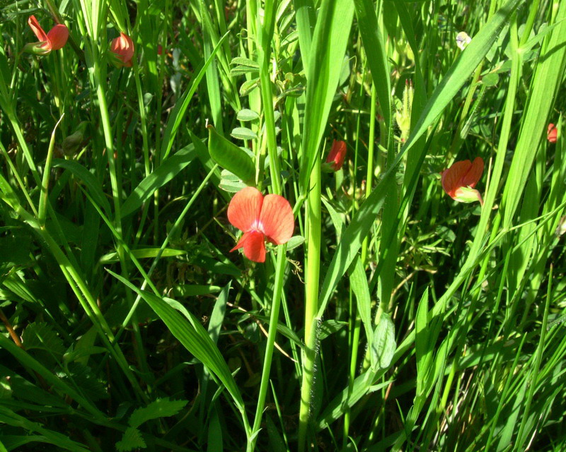 Lathyrus sphaericus / Cicerchia sferica