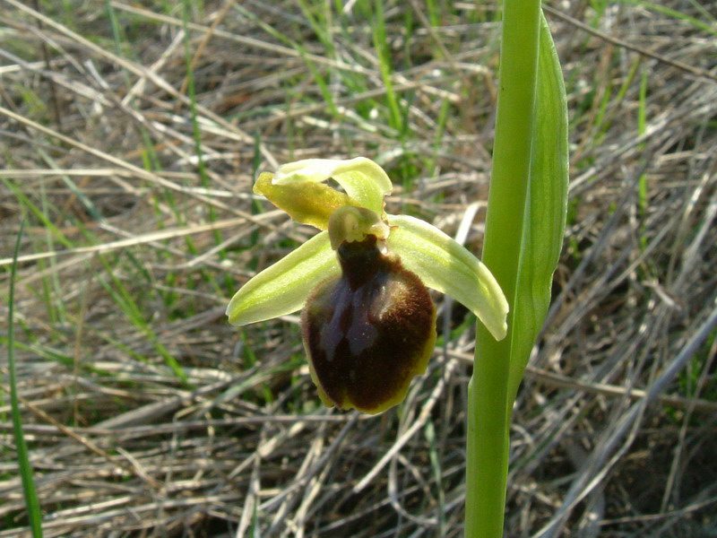 Ophrys