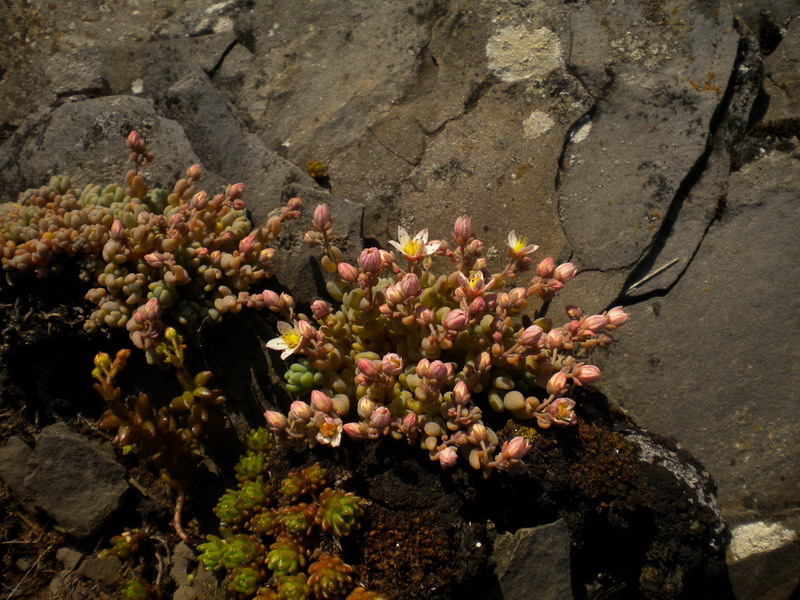 Sedum dasyphyllum