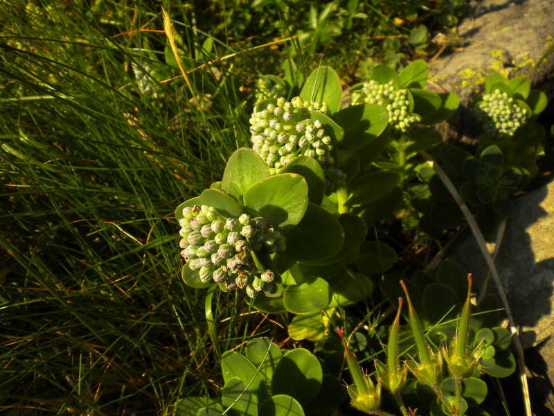 Hylotelephium anacampseros (= Sedum anacampseros)