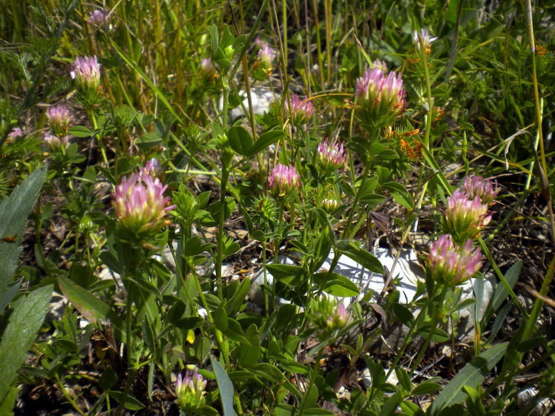 Trifolium collinare - Trifolium echinatum