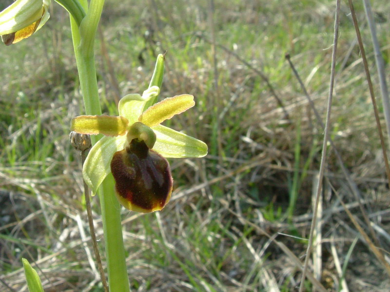 Ophrys