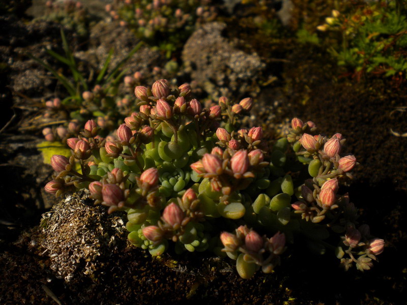 Sedum dasyphyllum